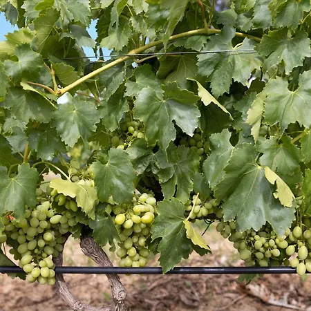 Casa Arinto Apartmán *